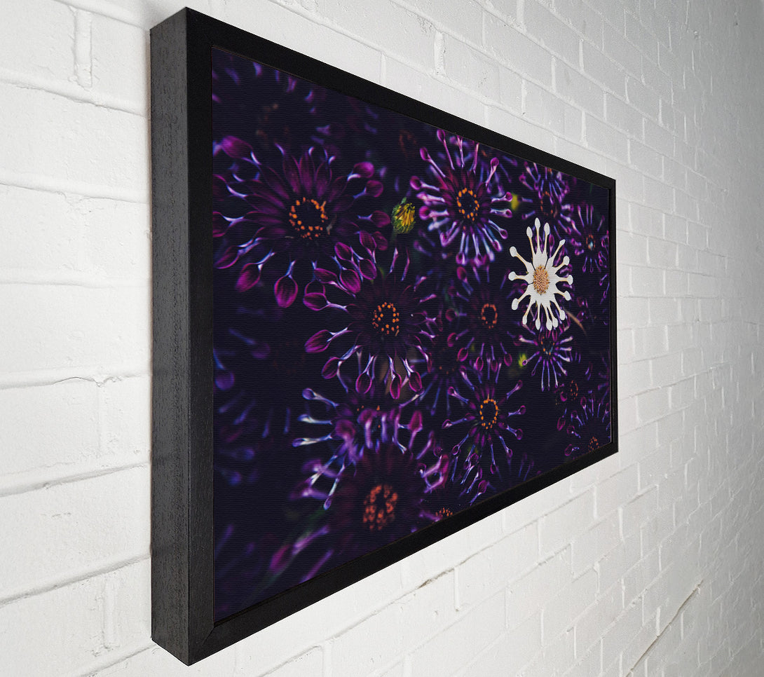 A Canvas Print of Star shaped flowers in a group Canvas Print