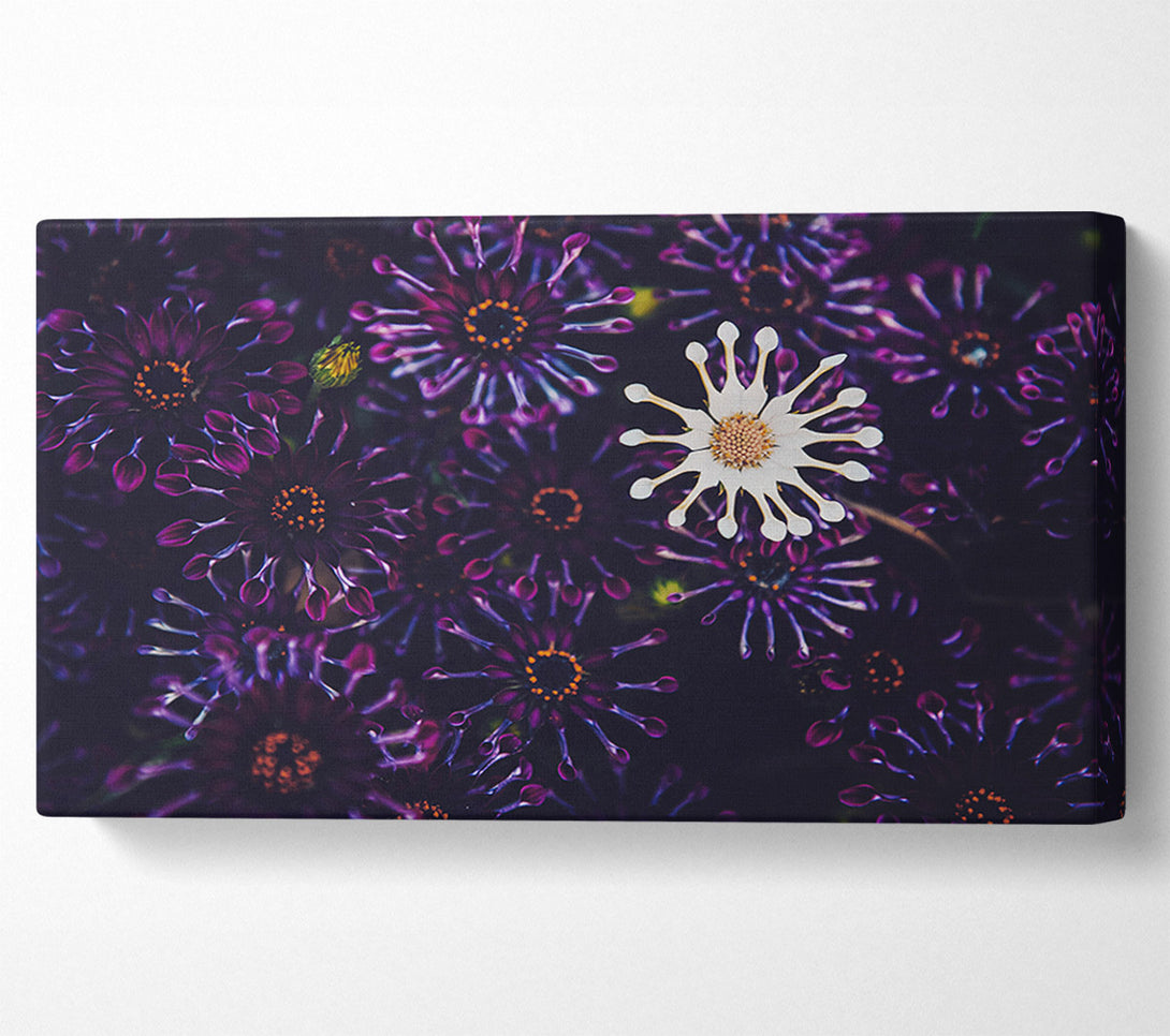  A Canvas Print of Star shaped flowers in a group Canvas Print