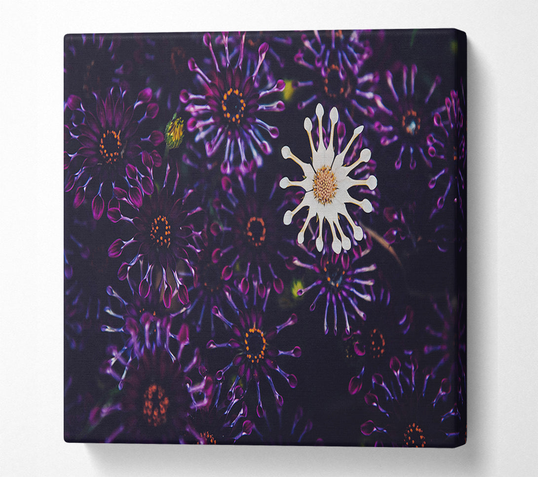  A Canvas Print of Star shaped flowers in a group Canvas Print