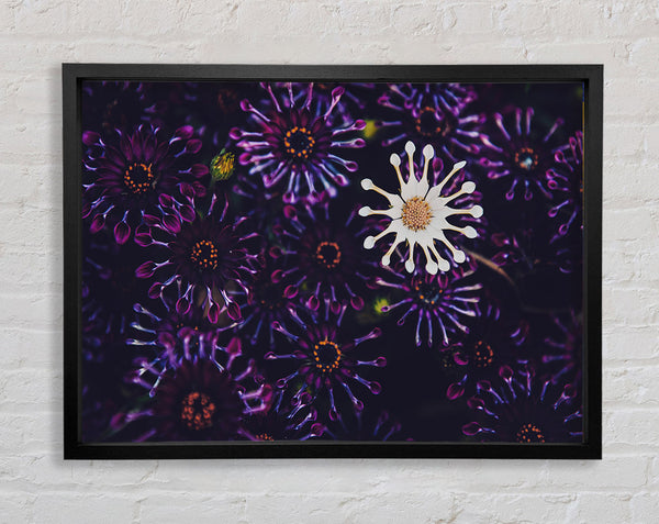 Star shaped flowers in a group Framed Print