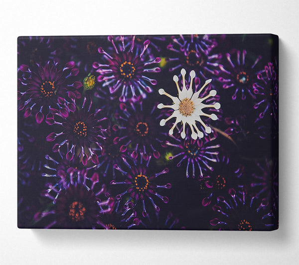  A Canvas Print of Star shaped flowers in a group Canvas Print