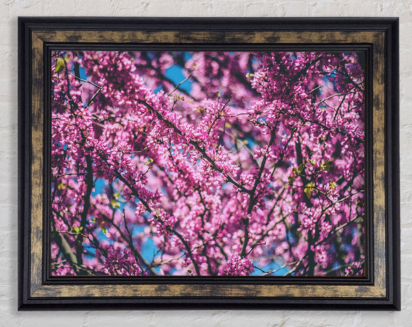 tree blossom flowers on a blue sky Framed Print