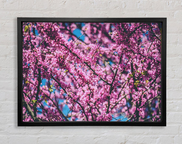 tree blossom flowers on a blue sky Framed Print