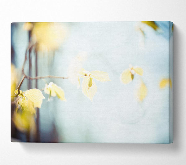  A Canvas Print of Bleached leaves Canvas Print