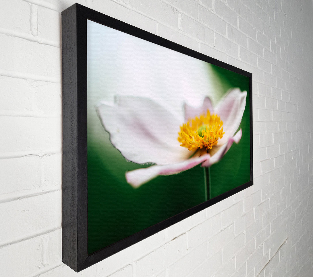  A Canvas Print of Landing pad flower Canvas Wall Art