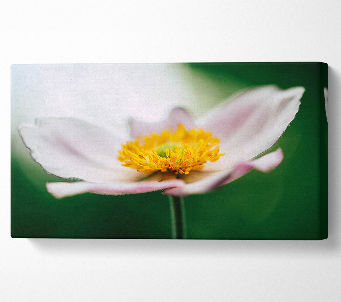  A Canvas Print of Landing pad flower Canvas Wall Art