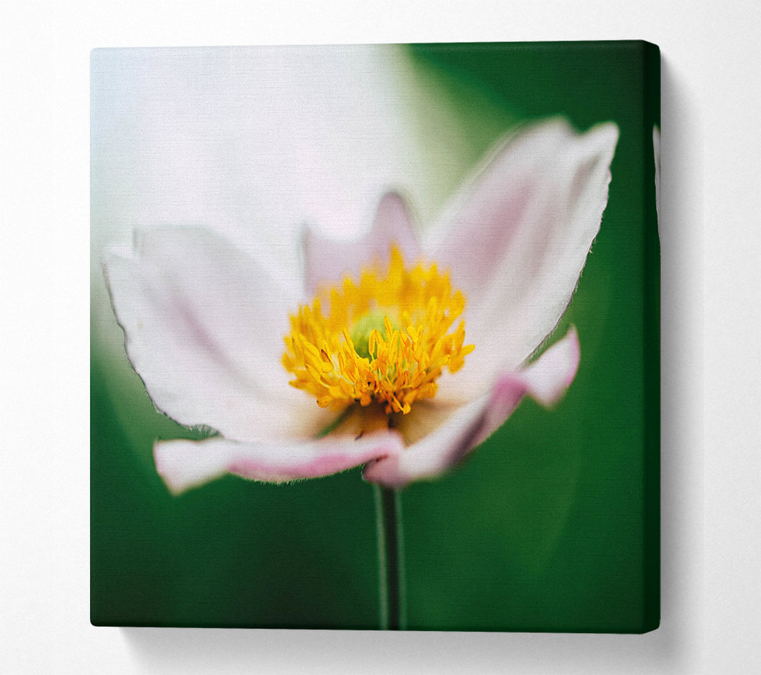  A Canvas Print of Landing pad flower Canvas Wall Art