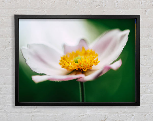 Landing pad flower Framed Print