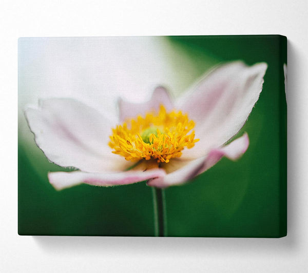  A Canvas Print of Landing pad flower Canvas Wall Art