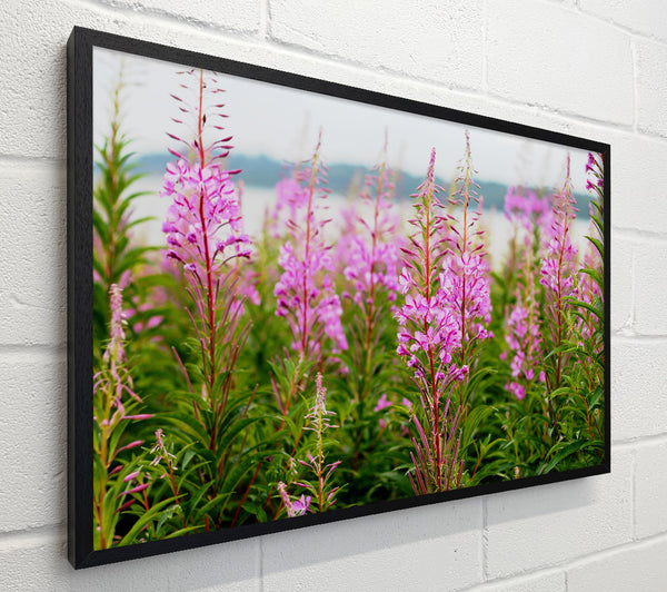 pink flowers in front of the stream