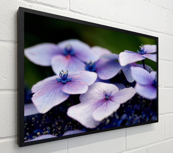 Flat purple flowers