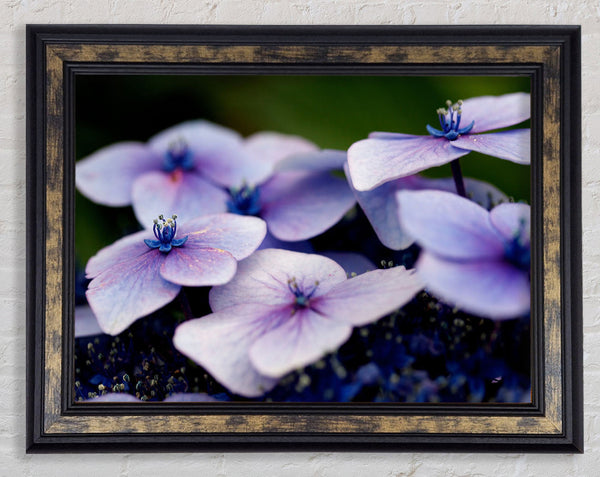 Flat purple flowers Framed Print