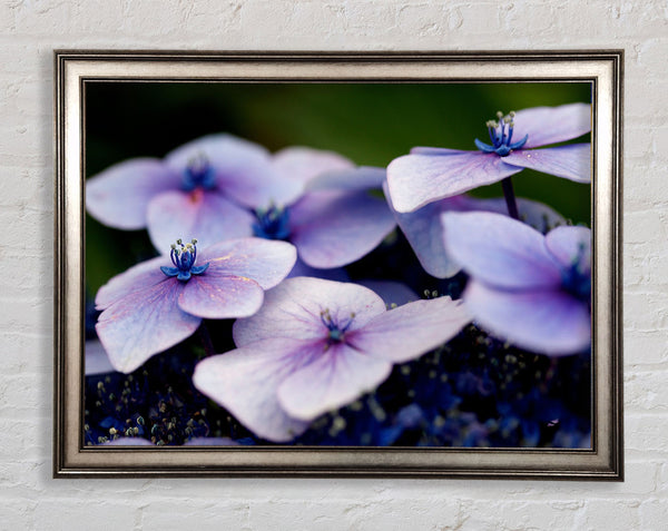Flat purple flowers Framed Print