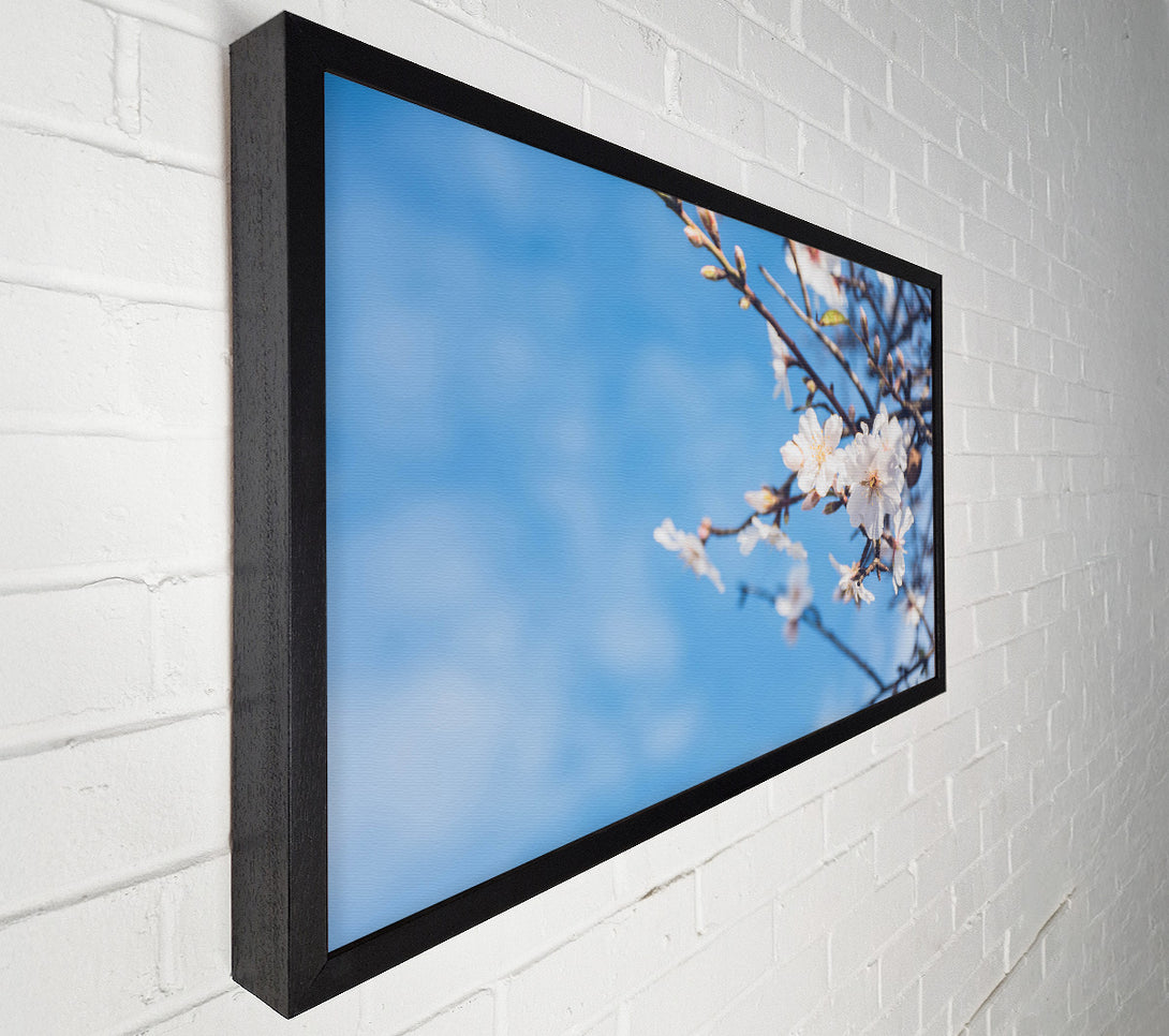  A Canvas Print of White blossom flowers  off a branch Canvas Art
