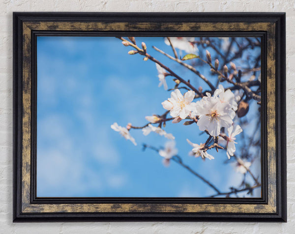 White blossom flowers  off a branch Framed Print