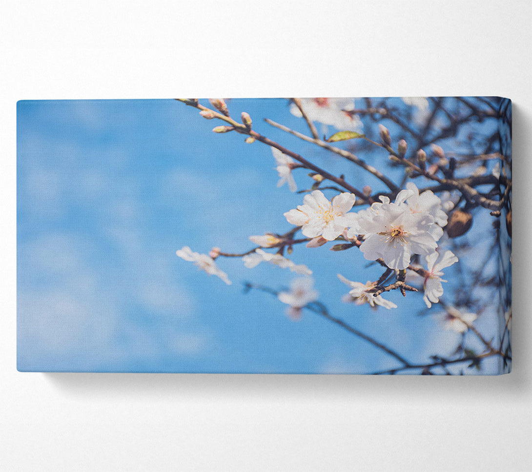  A Canvas Print of White blossom flowers  off a branch Canvas Art