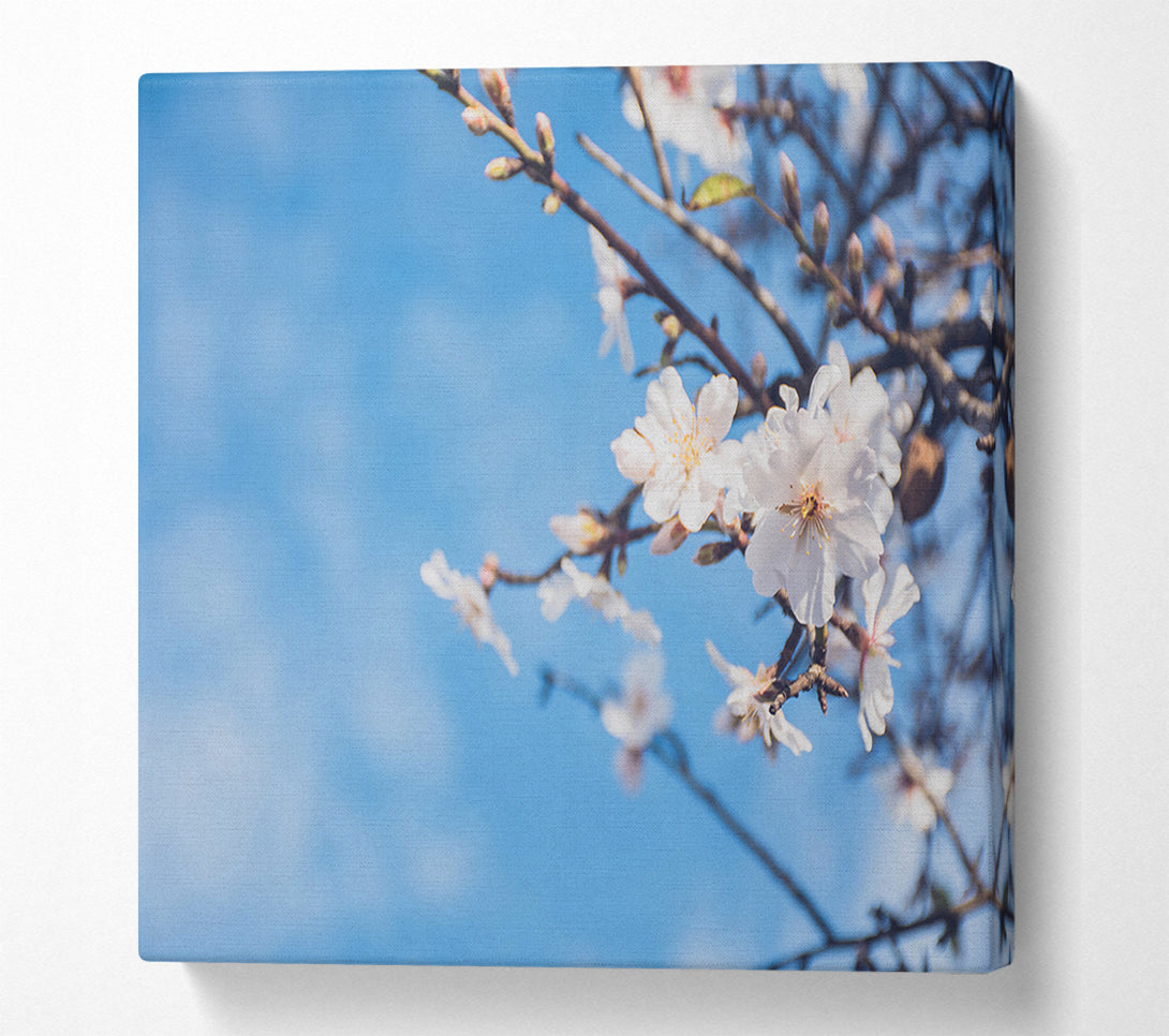  A Canvas Print of White blossom flowers  off a branch Canvas Art