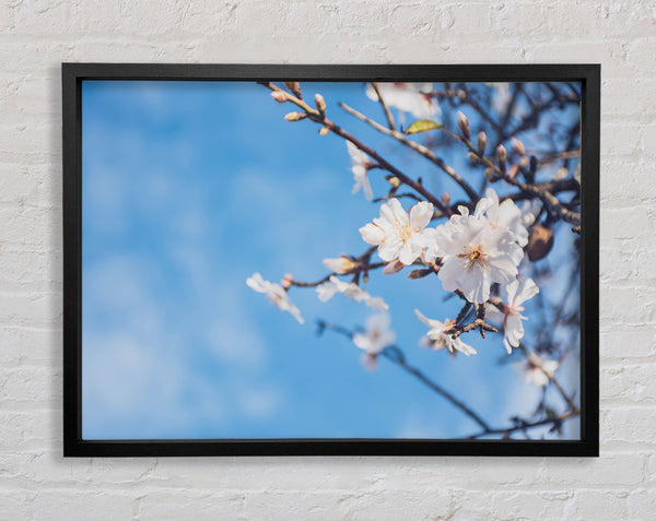 White blossom flowers  off a branch Framed Print