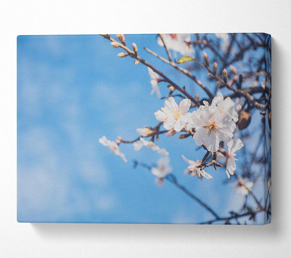  A Canvas Print of White blossom flowers  off a branch Canvas Art