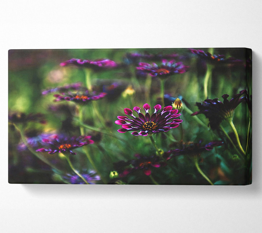  A Canvas Print of Star flowers suspending off the ground Canvas Art