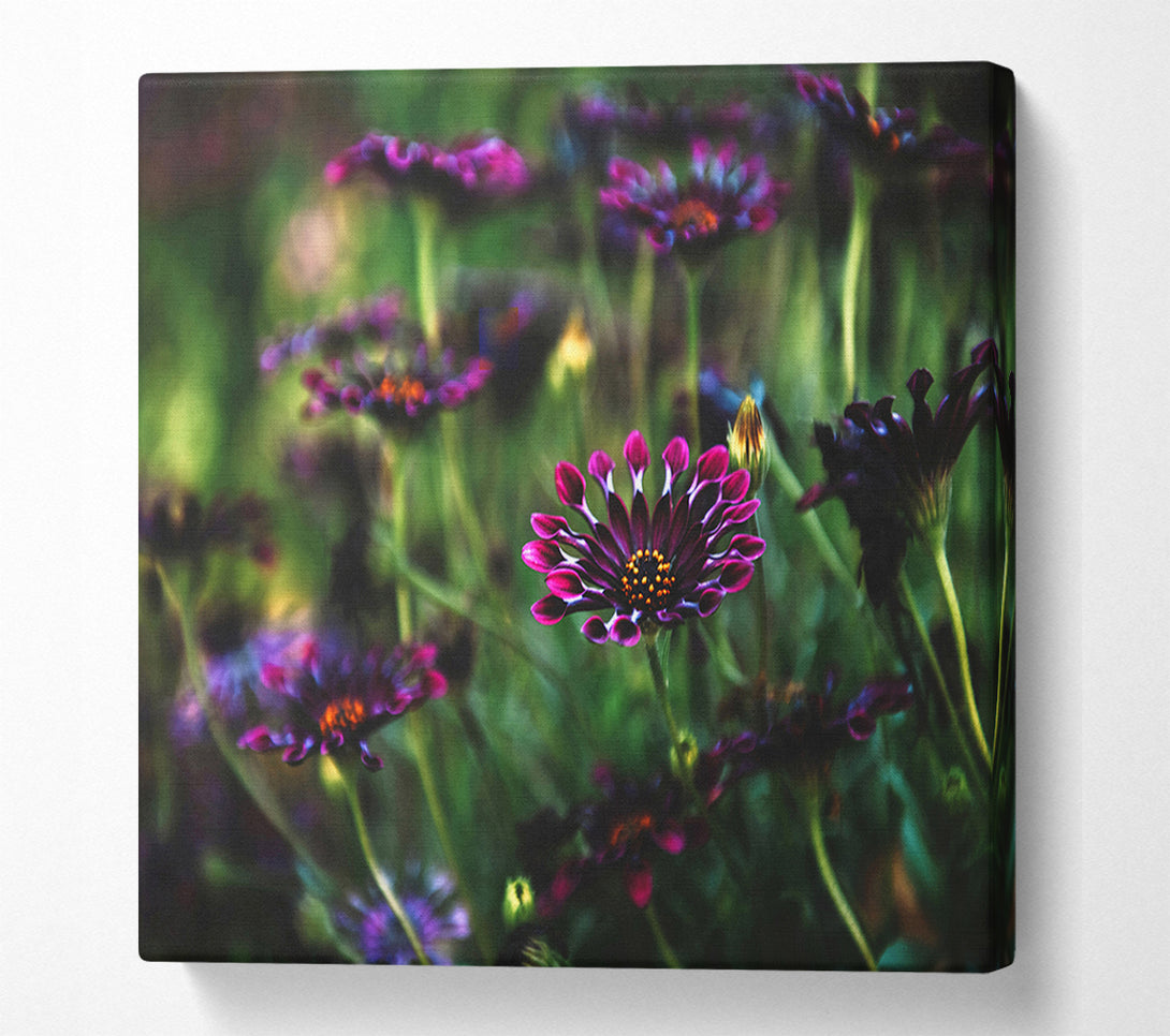  A Canvas Print of Star flowers suspending off the ground Canvas Art
