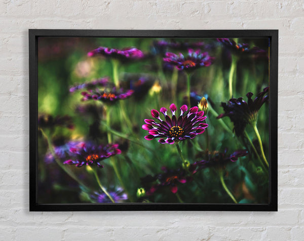 Star flowers suspending off the ground Framed Print