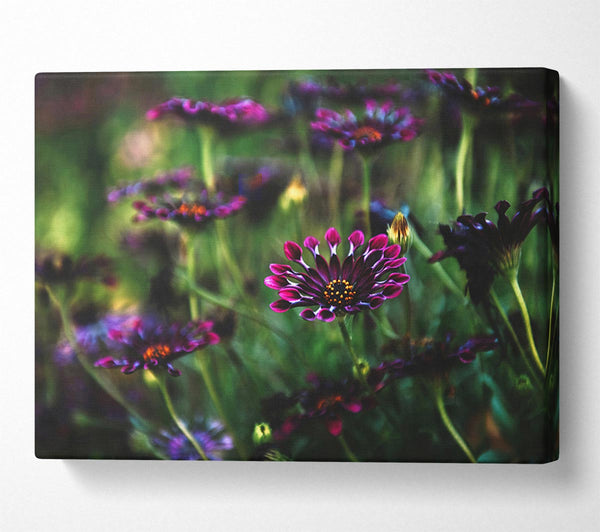  A Canvas Print of Star flowers suspending off the ground Canvas Art