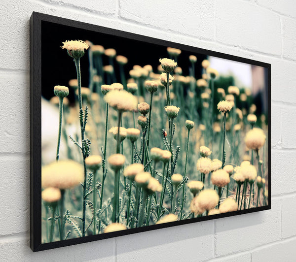 Poppy stalks