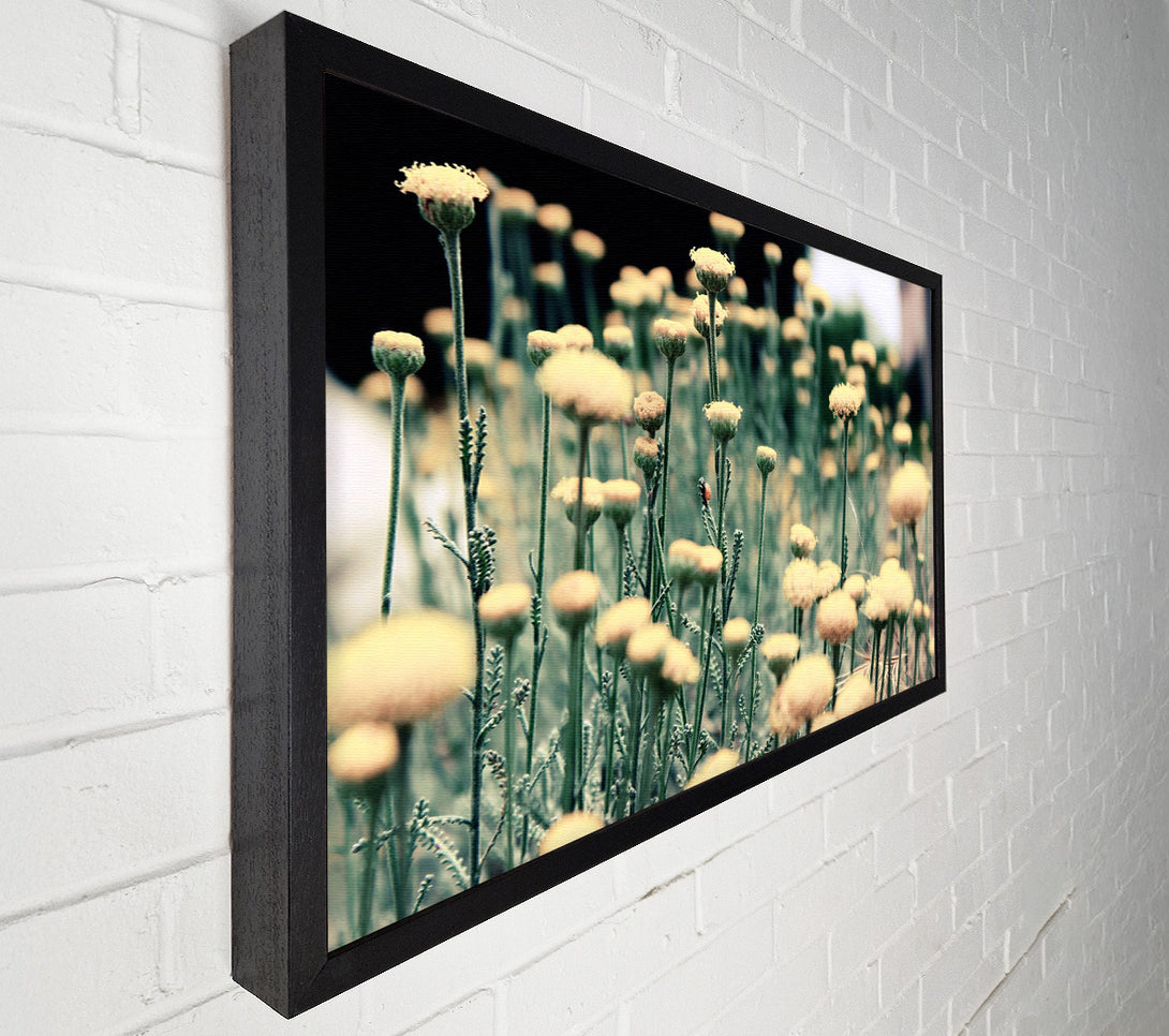  A Canvas Print of Poppy stalks Canvas Art