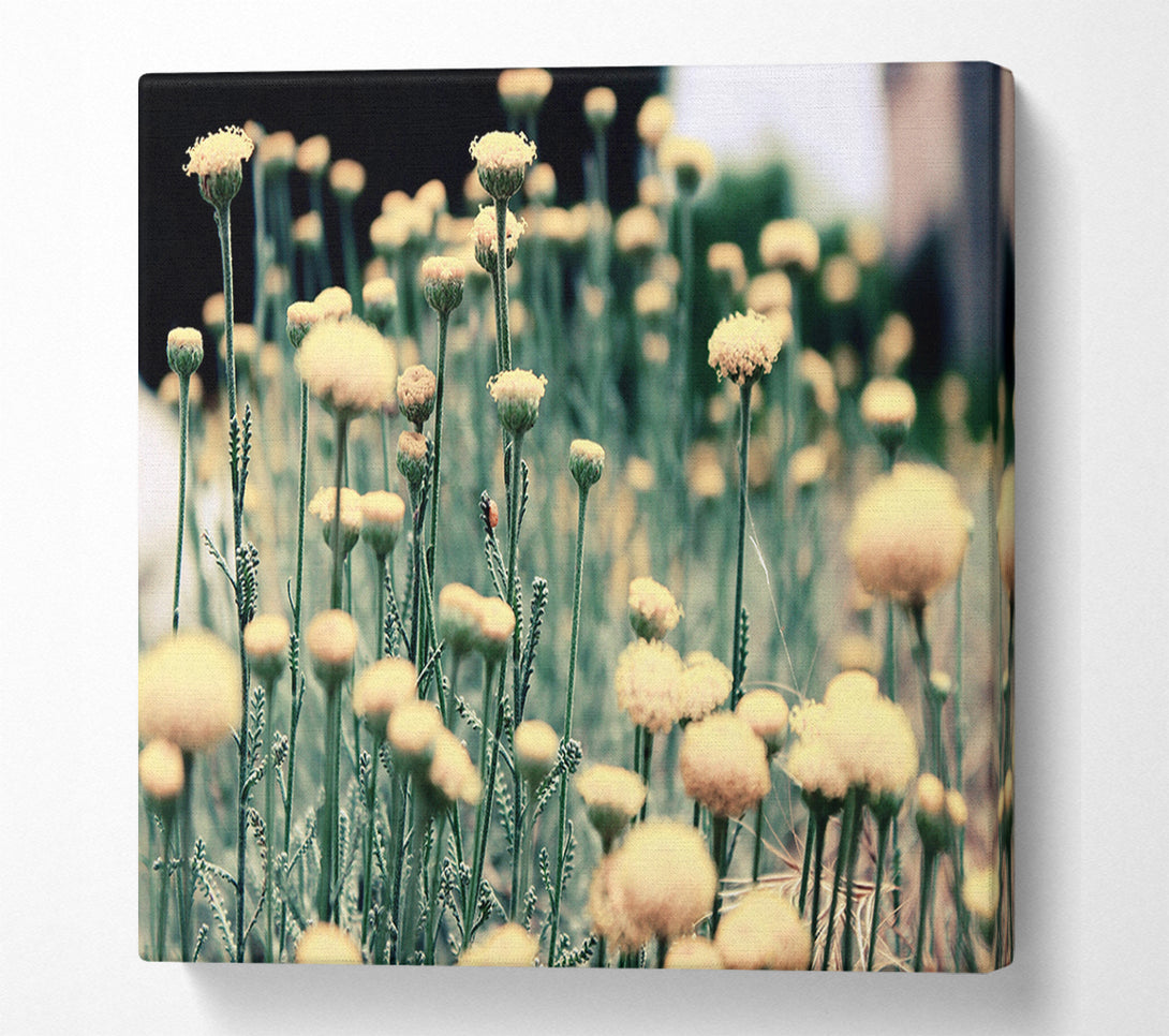  A Canvas Print of Poppy stalks Canvas Art