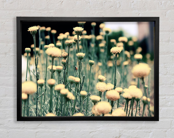 Poppy stalks Framed Print