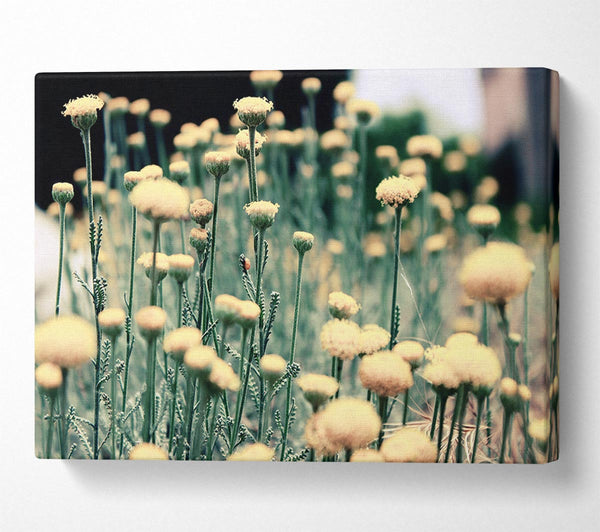  A Canvas Print of Poppy stalks Canvas Art