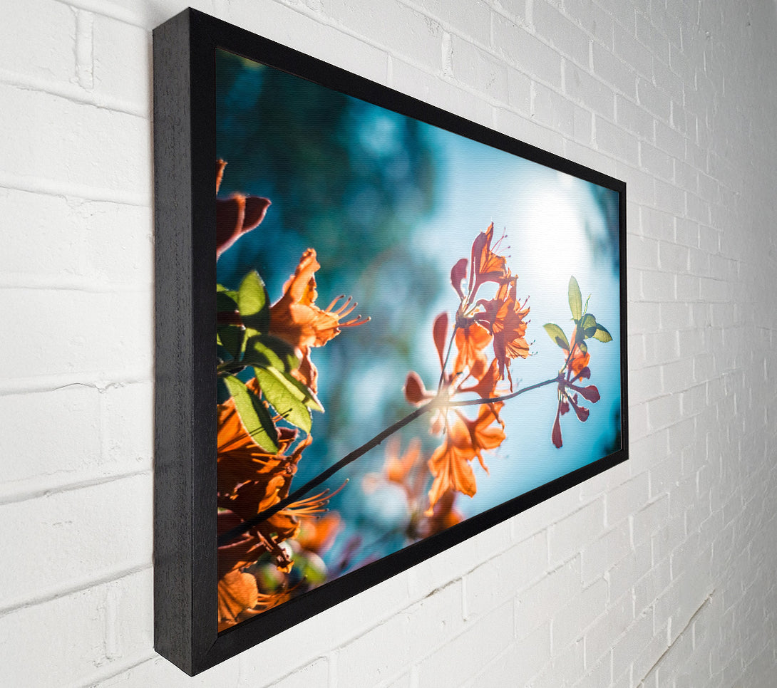 A Canvas Print of Sun shinging through the twigs and leaves Canvas Art
