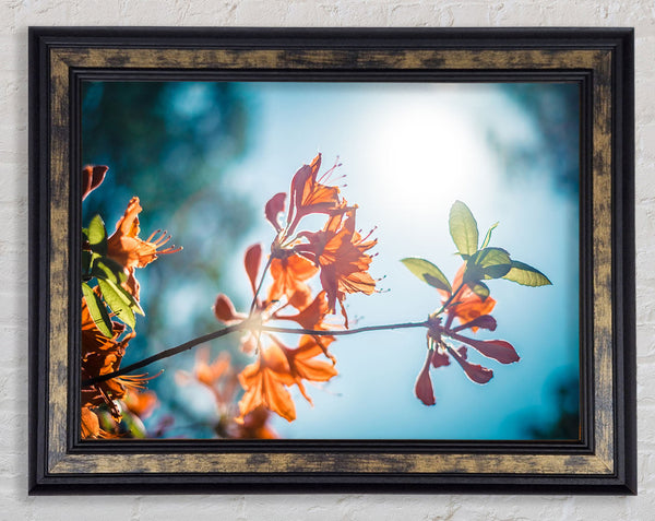 Sun shinging through the twigs and leaves Framed Print