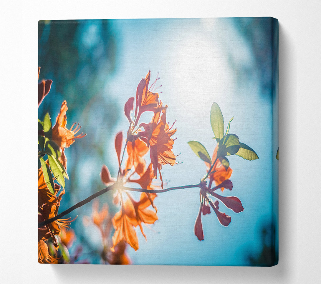  A Canvas Print of Sun shinging through the twigs and leaves Canvas Art