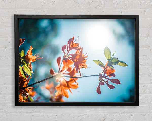 Sun shinging through the twigs and leaves Framed Print