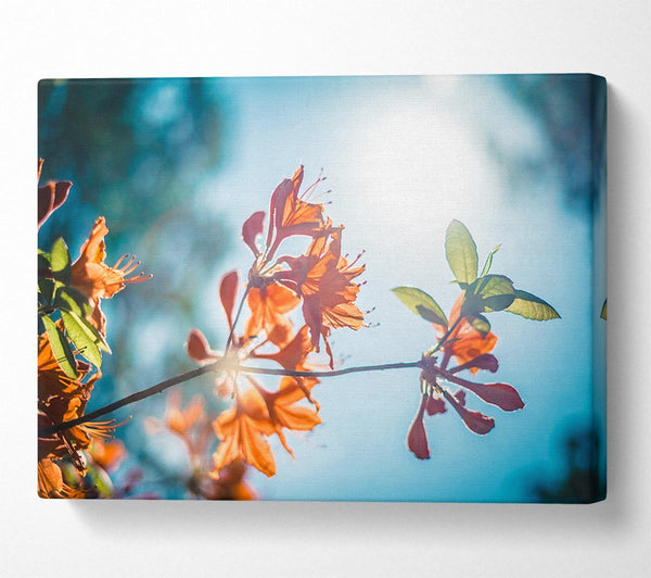  A Canvas Print of Sun shinging through the twigs and leaves Canvas Art