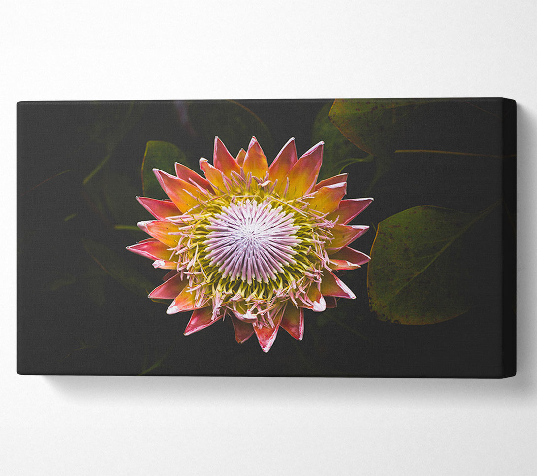  A Canvas Print of Star big flower Canvas Wall Art
