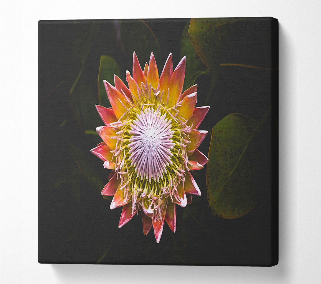  A Canvas Print of Star big flower Canvas Wall Art
