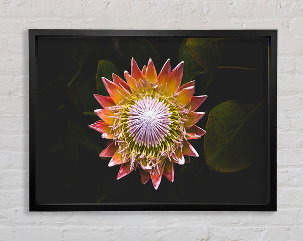 Star big flower Framed Print
