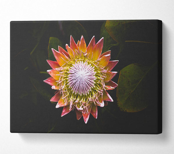  A Canvas Print of Star big flower Canvas Wall Art