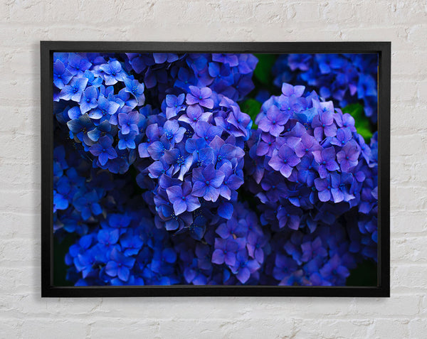 Purple flowers bunched Framed Print