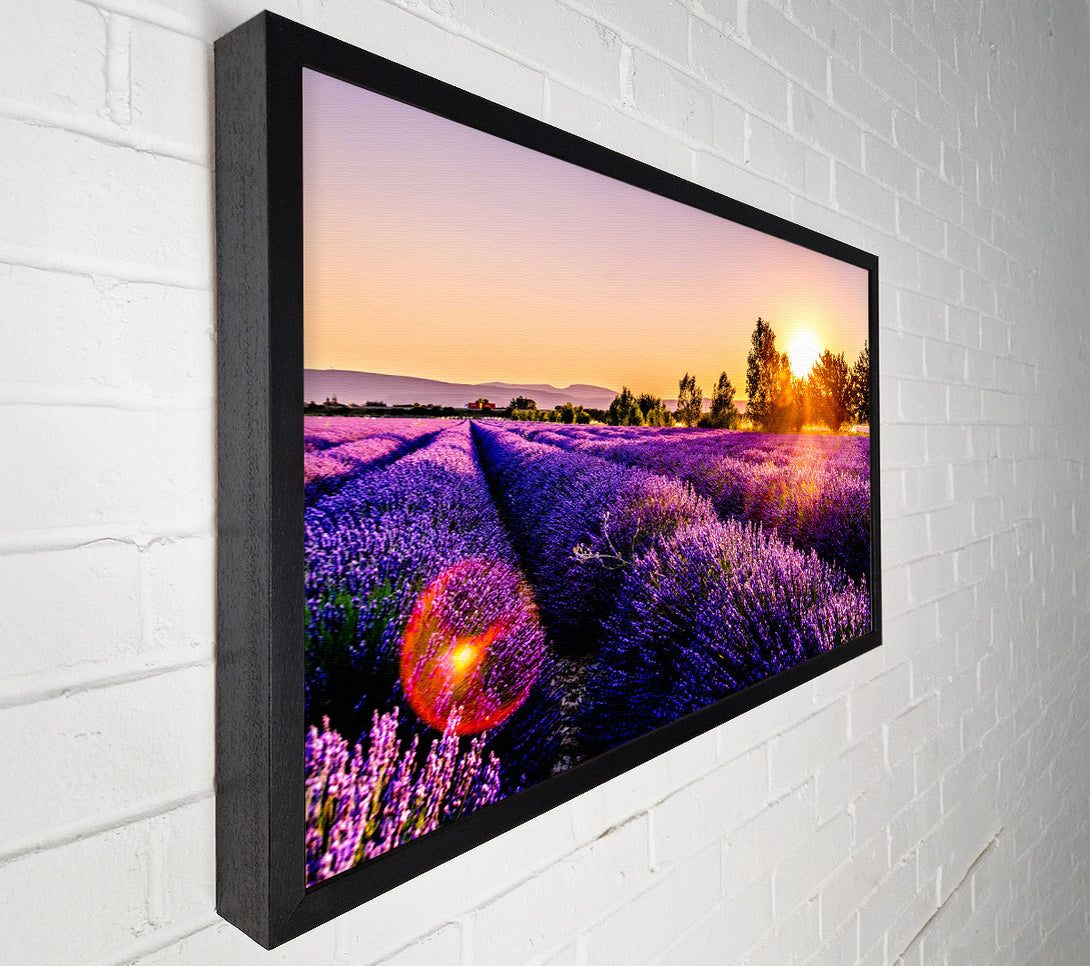  A Canvas Print of Sunflare over the lavender Canvas Print