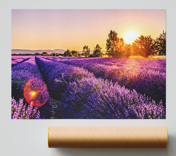 Sunflare Over The Lavender Print