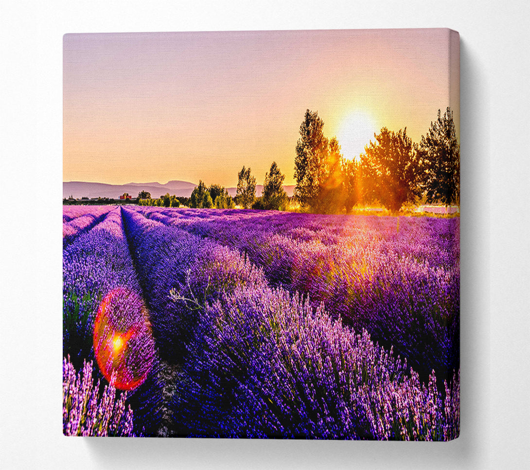  A Canvas Print of Sunflare over the lavender Canvas Print