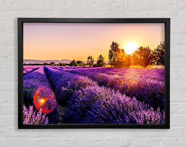 Sunflare over the lavender Framed Print
