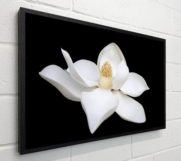 White flower on black delicate
