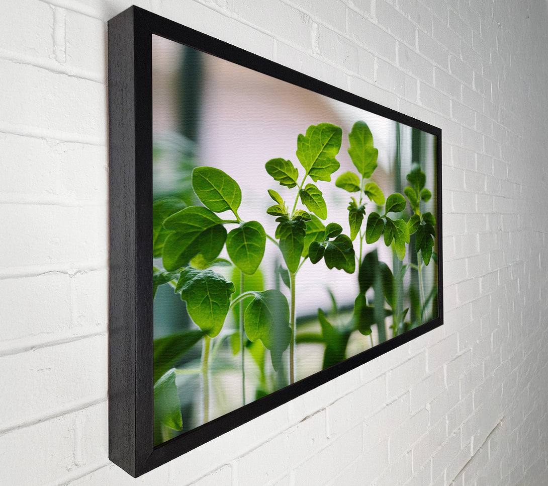  A Canvas Print of Baby foliage growing Canvas Wall Art