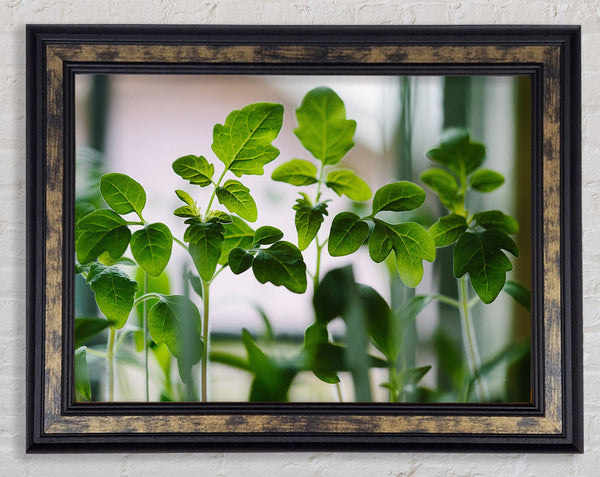 Baby foliage growing Framed Print