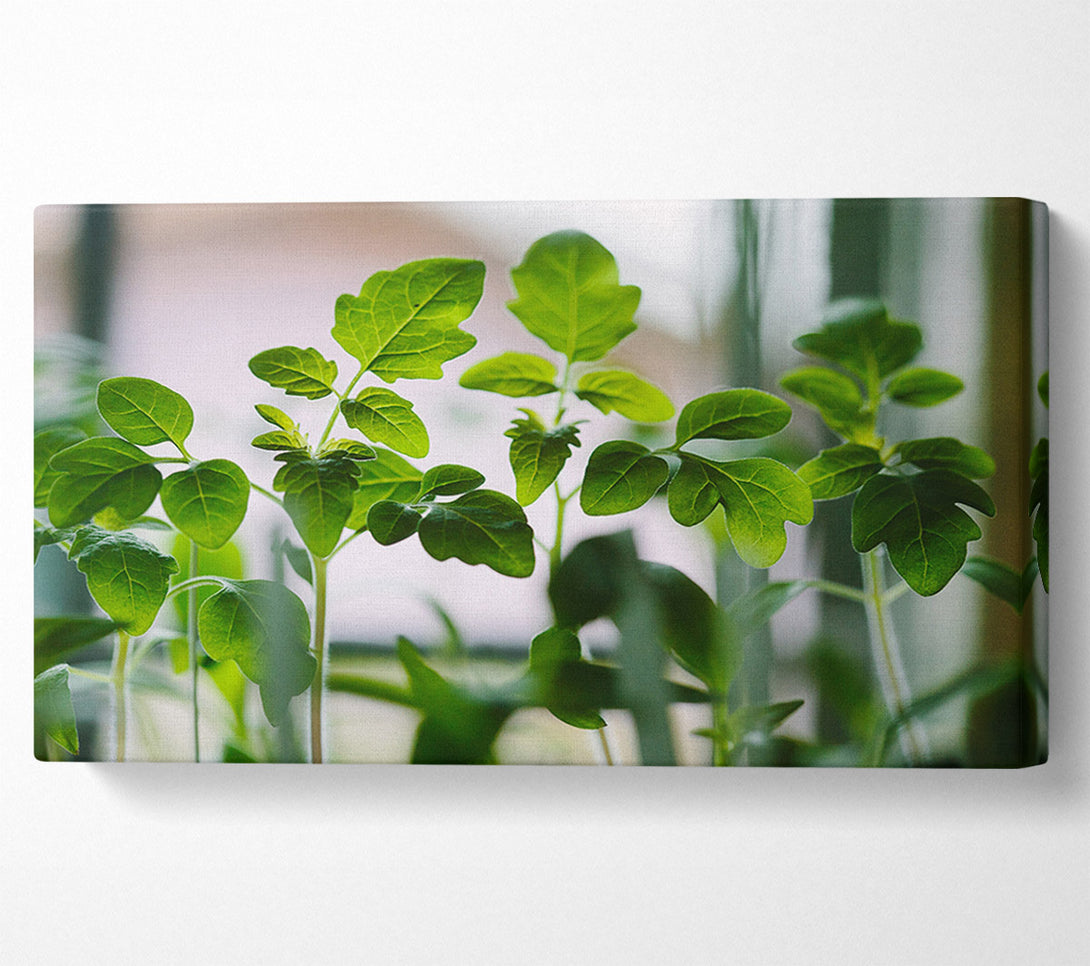  A Canvas Print of Baby foliage growing Canvas Wall Art